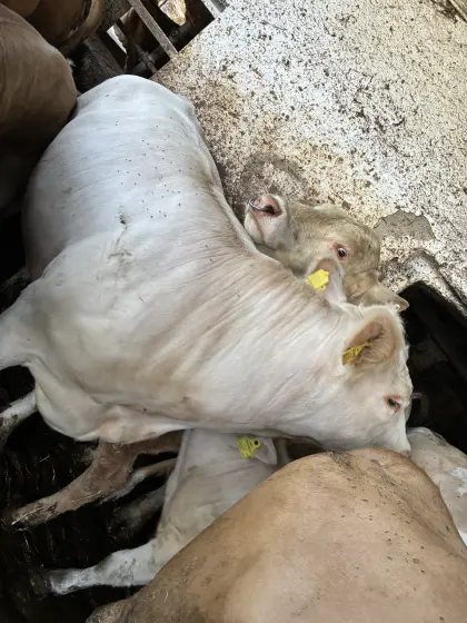 2 Charolais Kühe zu verkaufen