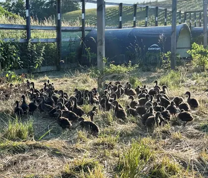 Wildenten, Stockente 4 Wochen alt