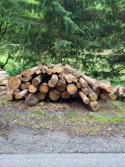 Föhren für Brennholz