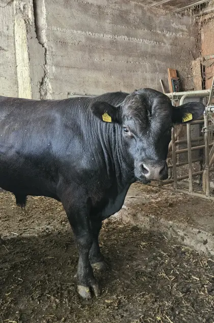 Verkauft wird ein braver Angus-Deckstier