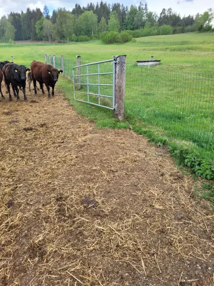 Verkaufe 2 Wagyu Ochsen F4