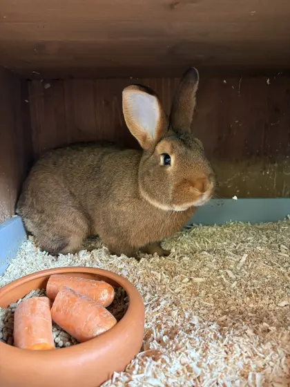 Neuseeländer-Mix-Rammler