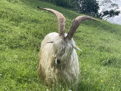 Walliser Schwarzhals Capra Sempione Bock