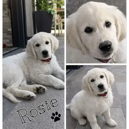 Golden Retriever Welpen