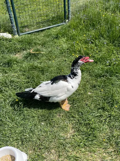 Flugenten-Erpel aus natürlicher Haltung