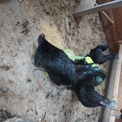 Ayam Cemani