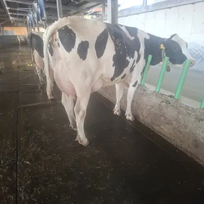 Top Holstein Jungkühe