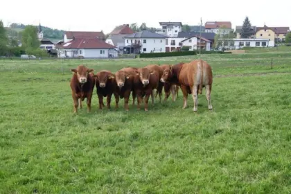 Bio-Limousin-Zuchtstier, Sprungstier, genetisch hornlos