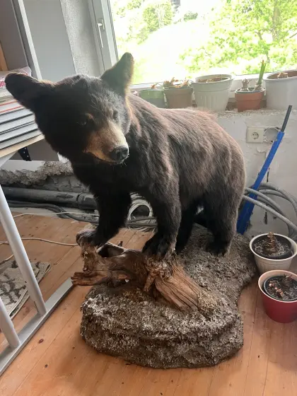 Bär Präparat