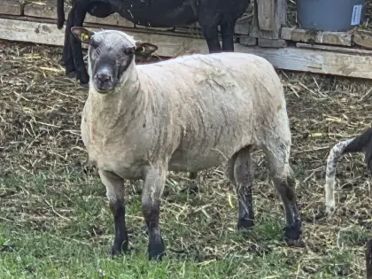 Shropshire Schafbock