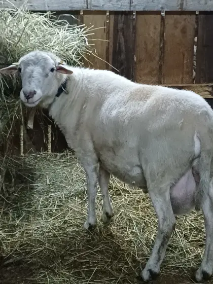 Krainer Steinschaf Zuchtwidder IIa
