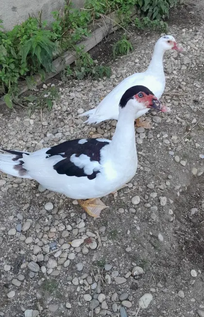 Enten