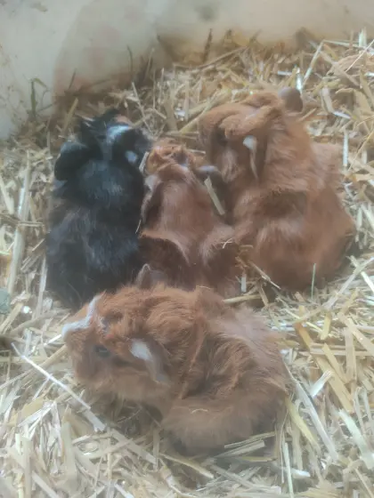 4 liebe Meerschweinchen, Männchen und Weibchen