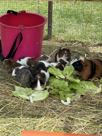 Junge Meerschweinchen