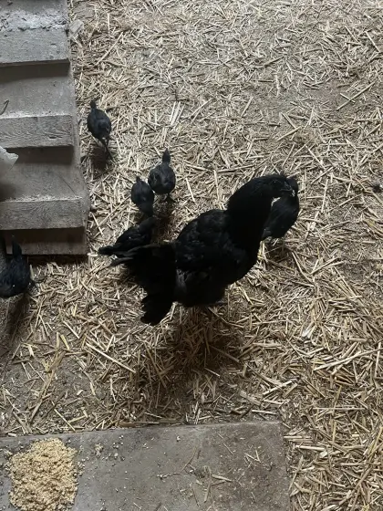 Ayam Cemani Küken