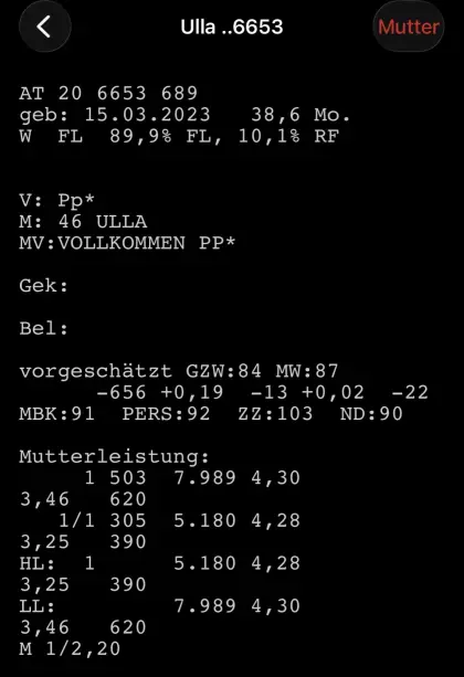 Hochträchtige Fleckviehkalbin