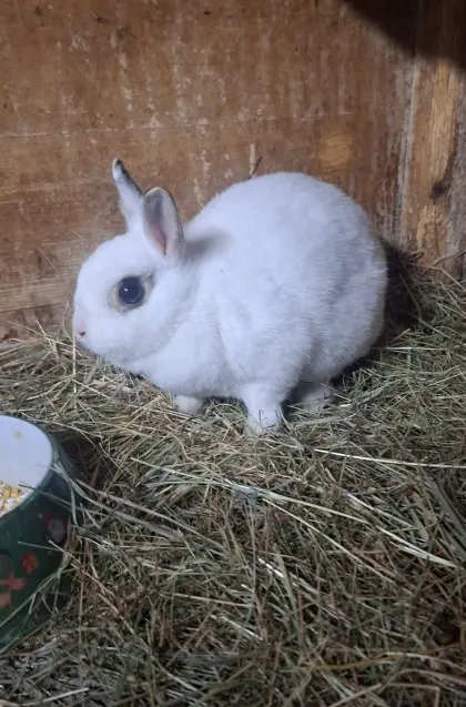 Verkaufe Zwergkaninchen