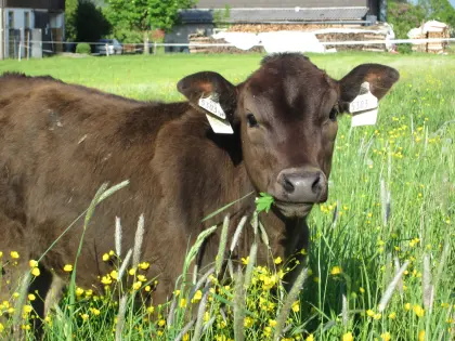 Bio-Wagyu