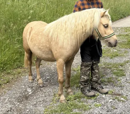 Amerikanisches Miniaturpferd