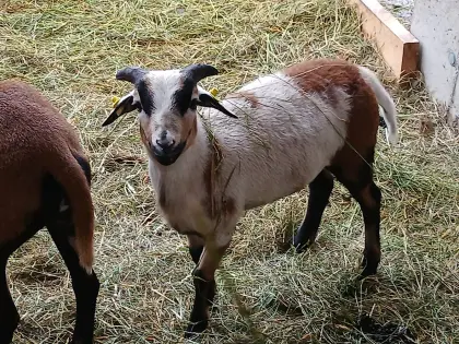 Jungbock