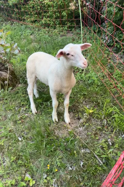 Lacaune-Schafbock