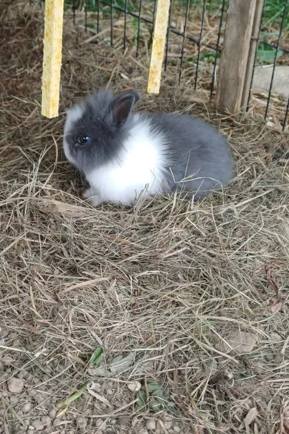 Zwergkaninchen Löwenkopf