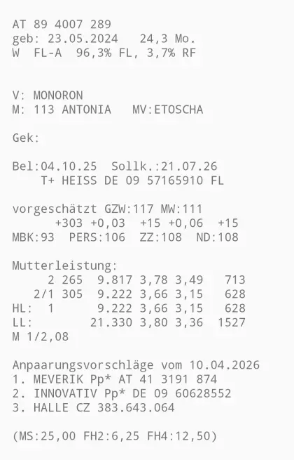 Verkaufe 2 trächtige Fleckviehkalbinnen