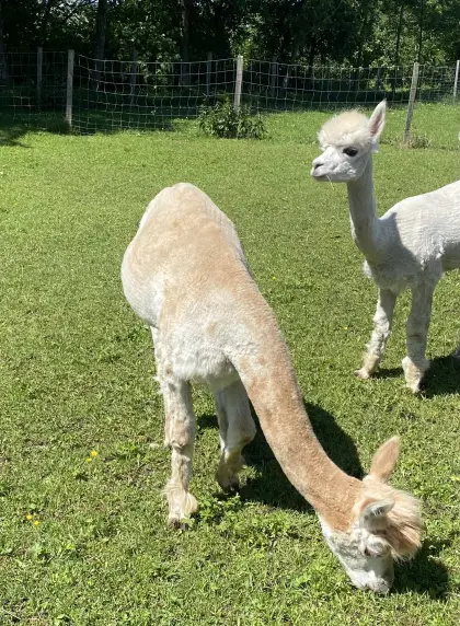 2 Alpakastuten
