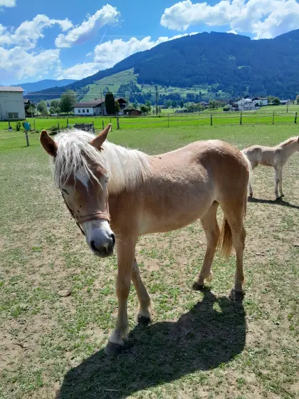 Haflinger 1-jähriges Hengstfohlen