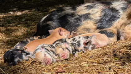 Kunekune Ferkel mit HB