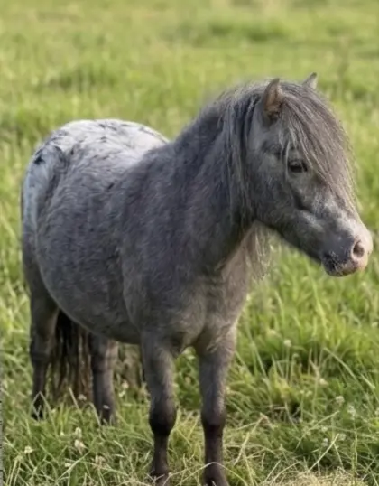 Sehr brave Mini-Appaloosa Stute