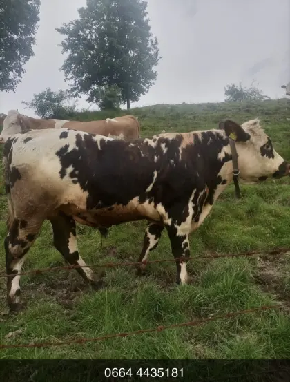 Normande Zuchtstier