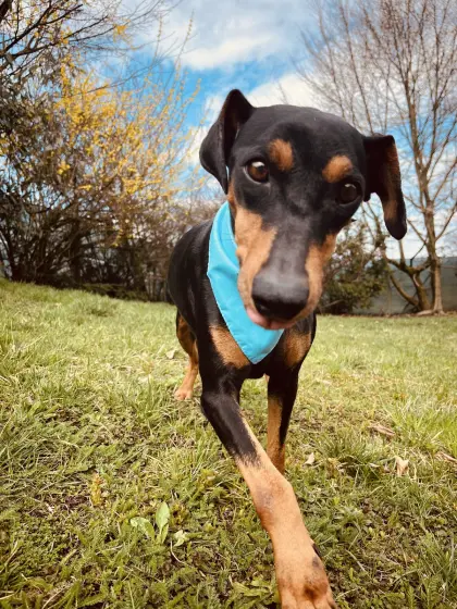Pinscherhündin Deutsche Pinscher