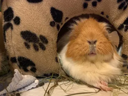 Sheltie-Meerschweinchen