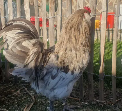 Ameraucana-Hahn Splash