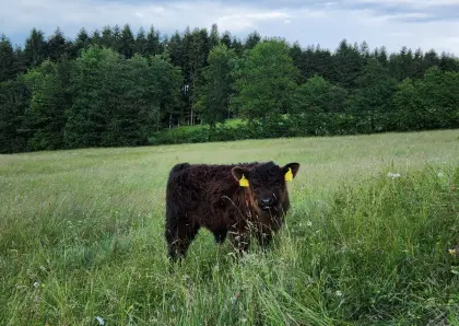 Bio-Galloway Stierkalb