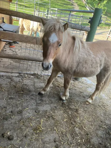 Mini-Shetty Hengstjährling Sunstream Fridolin