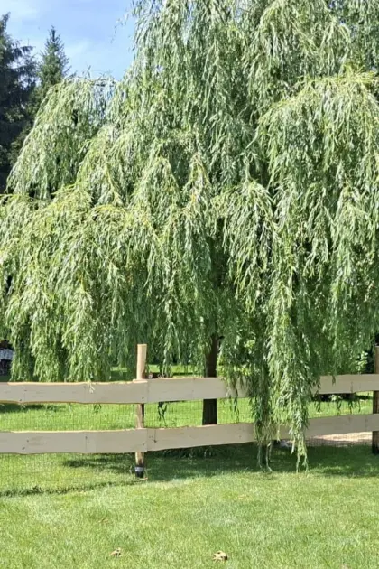 Einstellplatz Stute