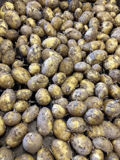 Frühkartoffel, heurige Kartoffel