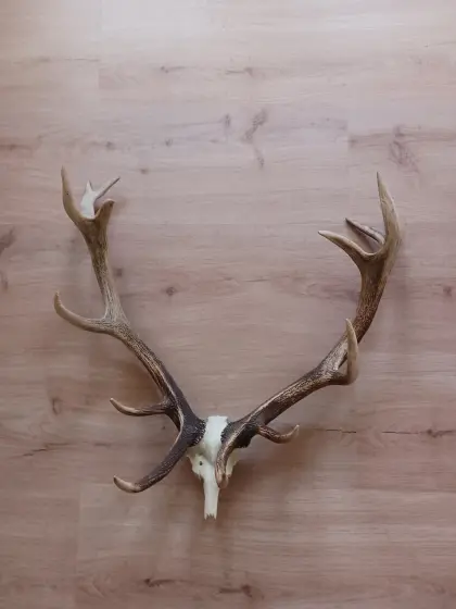 14-Ender Hirschgeweih auf Schädel ca. 70 cm