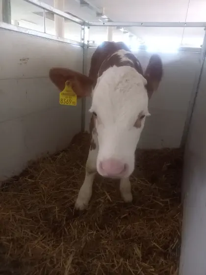 Bio FV Kalb