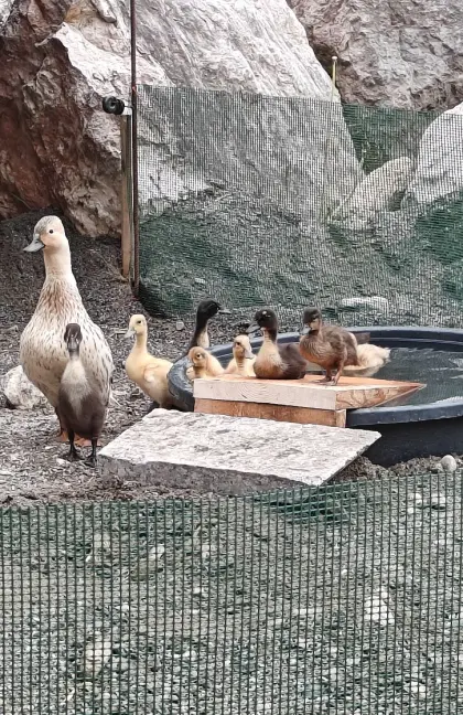Zwergstockente