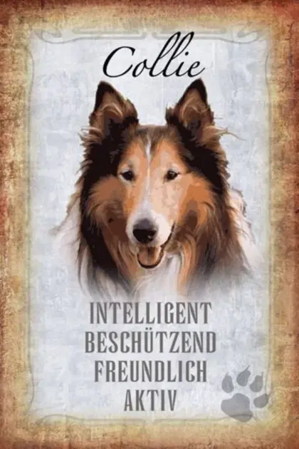 Langhaarcollie-Welpen in Tricolor und Sable
