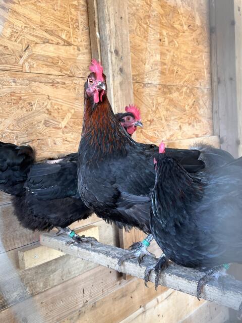 Zwerg-Marans-Hennen