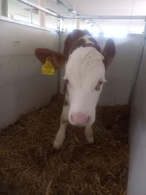 Bio FV Kalb
