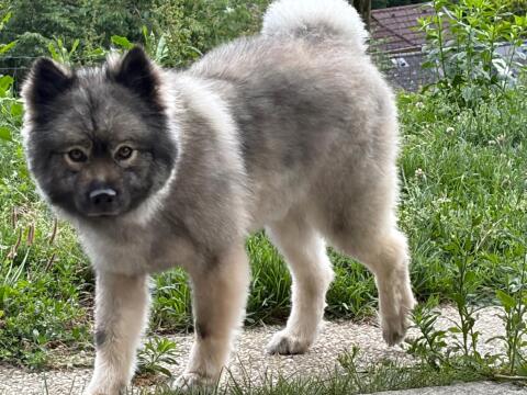 Wolfs-/Großspitz Welpen