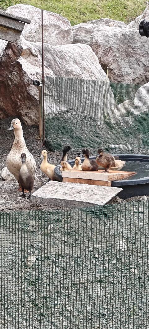 Zwergstockente