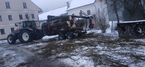 Weidenstämme, Rundholz