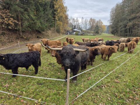Hochlandrind-Stier