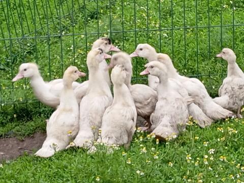 Küken von Warzenenten abzugeben